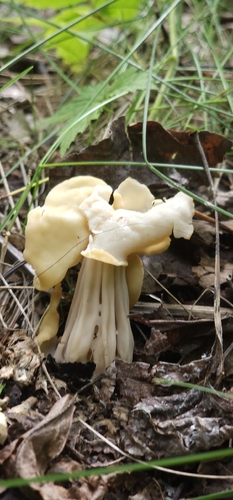 White Saddle
