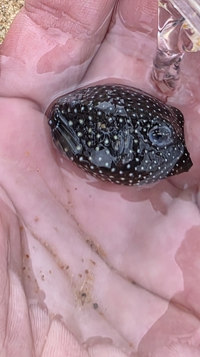 Spotted Boxfish
