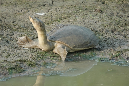 Central Indian Flapshell Turtle