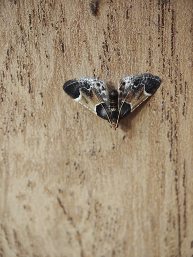 Meal moth
