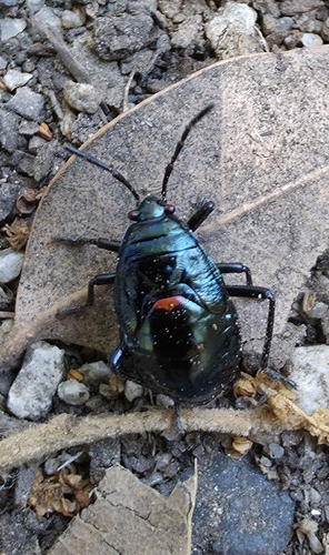 iNaturalist observation photo of Largus