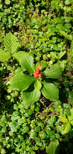 Canadian bunchberry