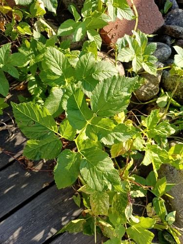 Goutweed