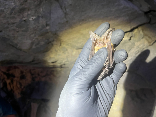 Townsend's Big-eared Bat
