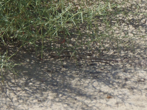 Rapid Racerunner