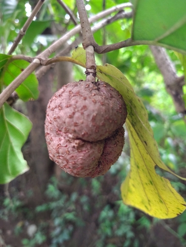 African peach