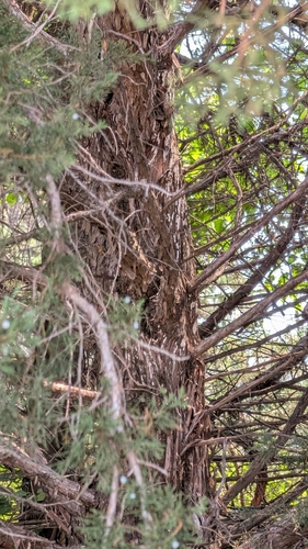 eastern redcedar
