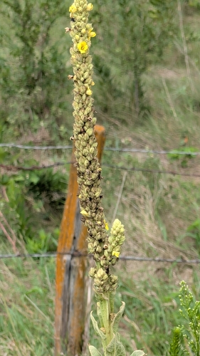 great mullein