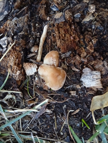 Poplar Fieldcap