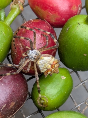 Silver Garden Orbweaver