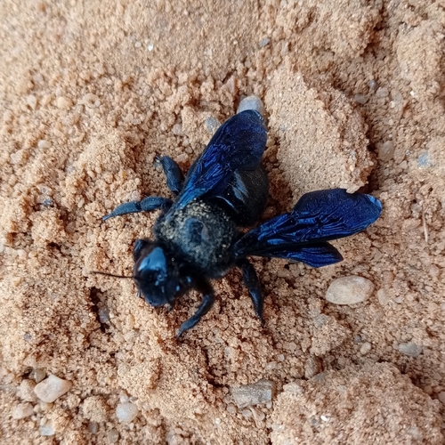 Xylocopa