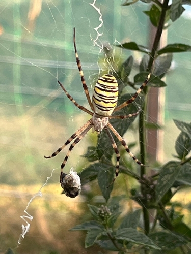 Wasp Spider