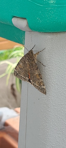 Joined Underwing Moth