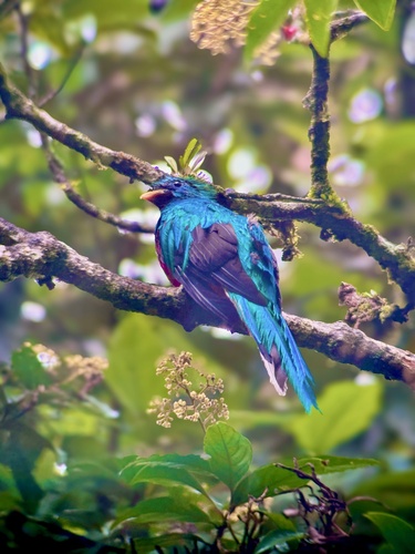 Resplendent Quetzal
