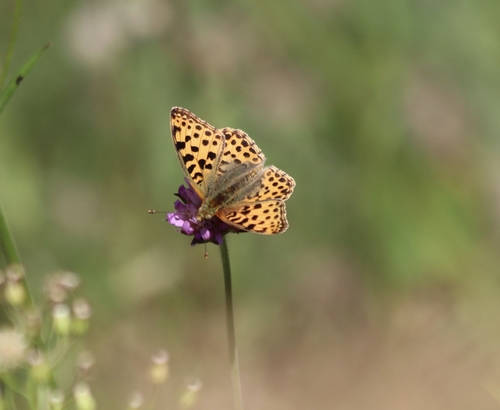 Queen of Spain Fritillary