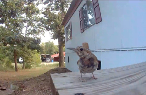 Carolina Wren