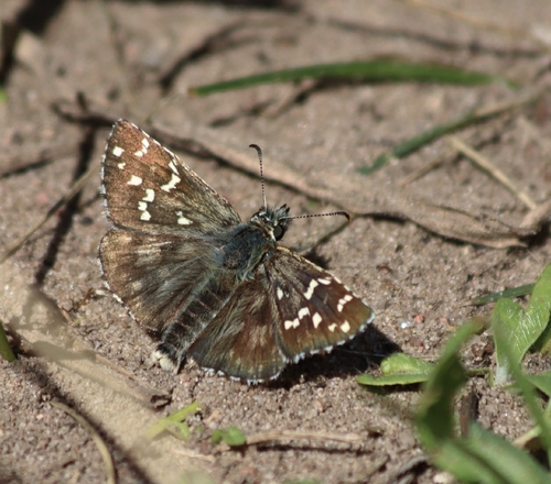 Large Grizzled Skipper