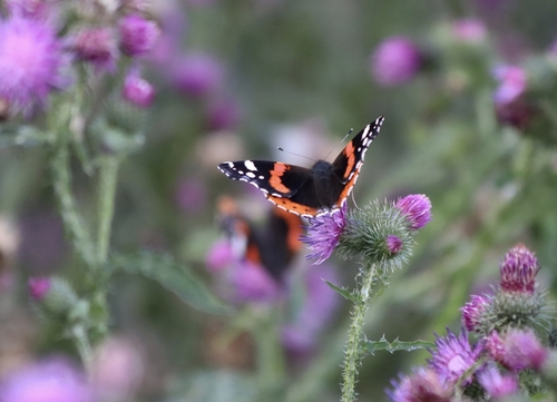Red Admiral