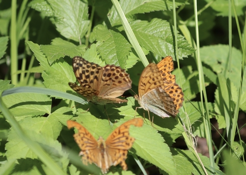 Silver-washed Fritillary