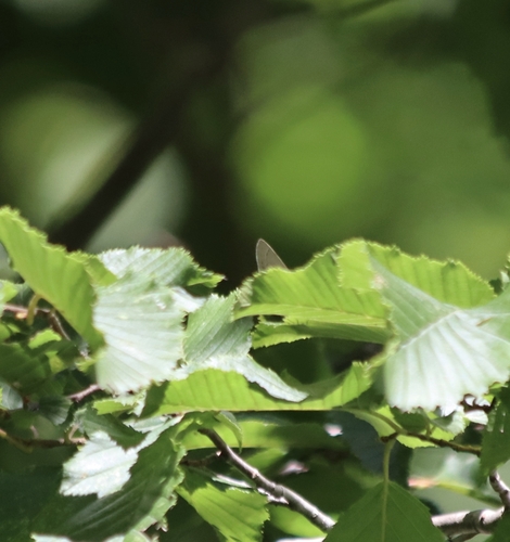 Purple hairstreak
