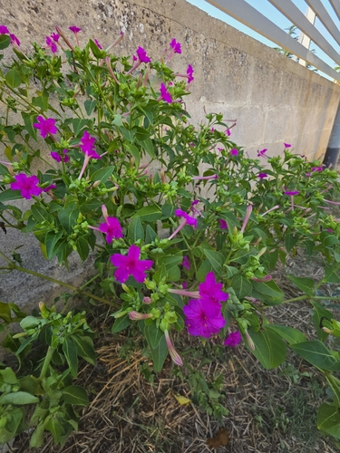marvel of Peru