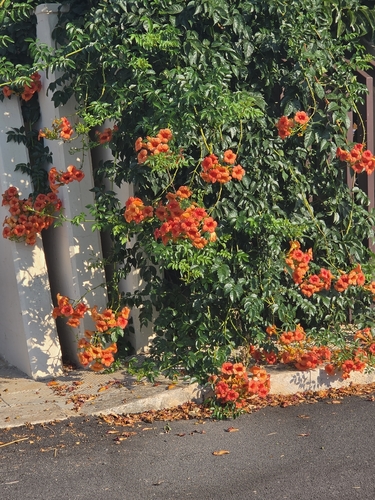 Hybrid Trumpet Vine