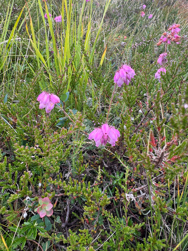 Cross-leaved Heath