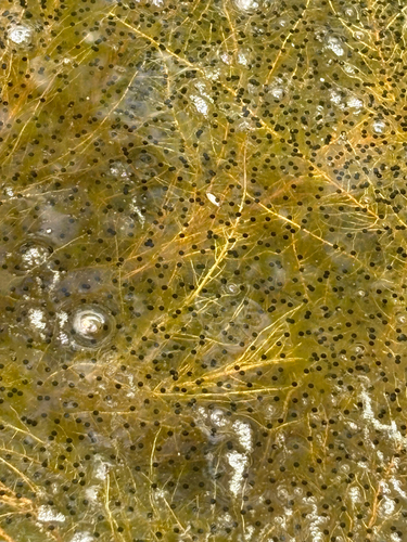 iNaturalist observation photo of American Bullfrog