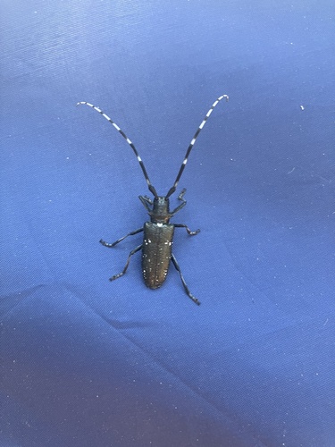 iNaturalist observation photo of White-spotted Sawyer
