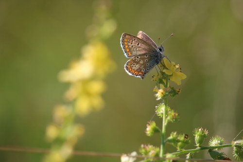 Brown Argus