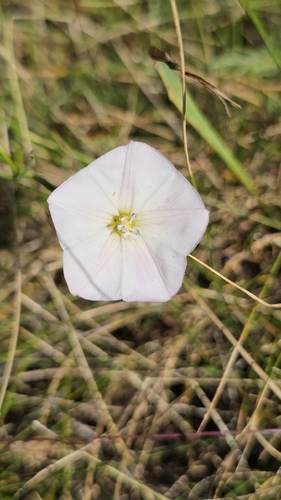 field bindweed