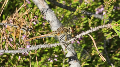 Ruddy Darter
