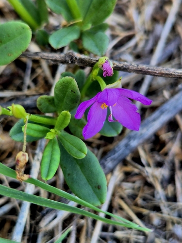 Philippine spinach
