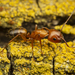 Camponotus snellingi - Photo (c) Clarence Holmes, todos los derechos reservados, subido por Clarence Holmes