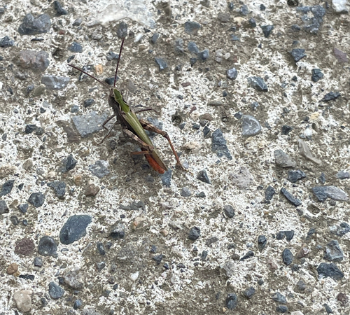 Common Field Grasshopper