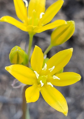 Triteleia lemmoniae (S.Watson) Greene