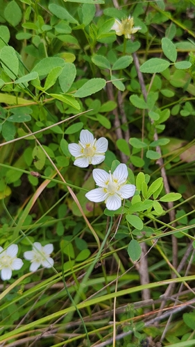 marsh grass-of-Parnassus