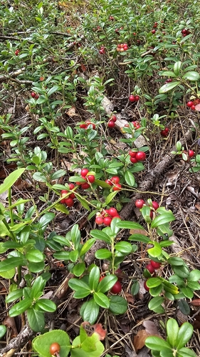 Lingonberry