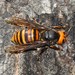Asian Giant Hornet - Photo (c) Wonwoong Kim, all rights reserved, uploaded by Wonwoong Kim