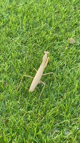 European Mantis
