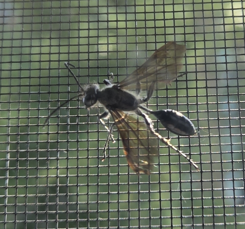 Mexican Grass-carrying Wasp