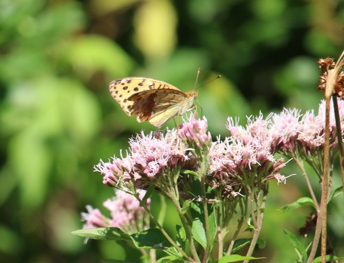 Pallas's Fritillary