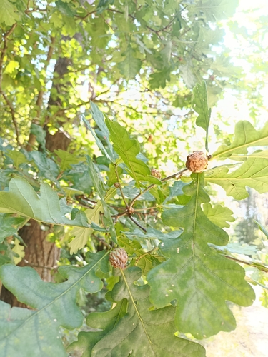 Oak Artichoke Gall Wasp