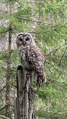 Barred Owl