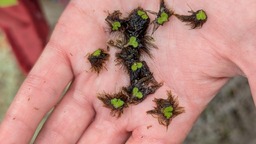 fringed heartwort