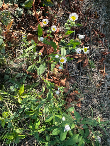 annual fleabane