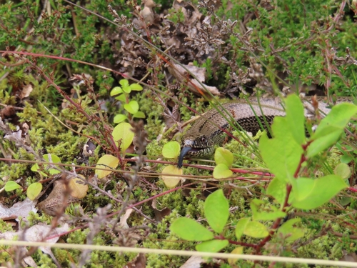 Common Slowworm