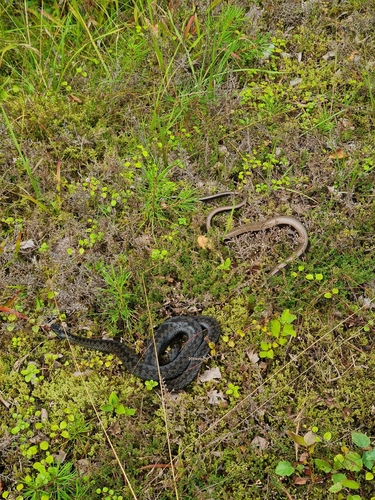 Adder