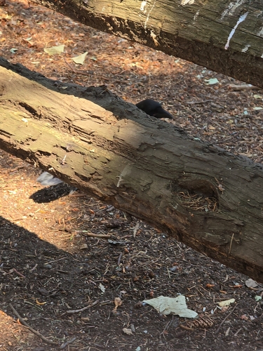American Crow observed by dabossking98