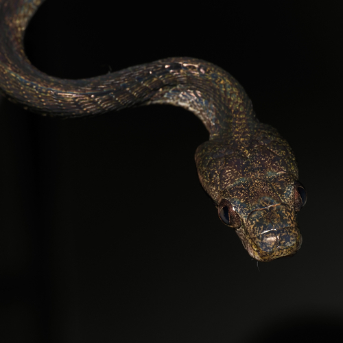 Dog-toothed Cat Snake